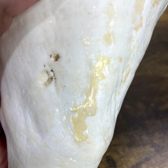 Horned Conch Shell Natural Beach House Decor Cream 8.5" x 5" Seashell Ocean - Picture 13 of 16